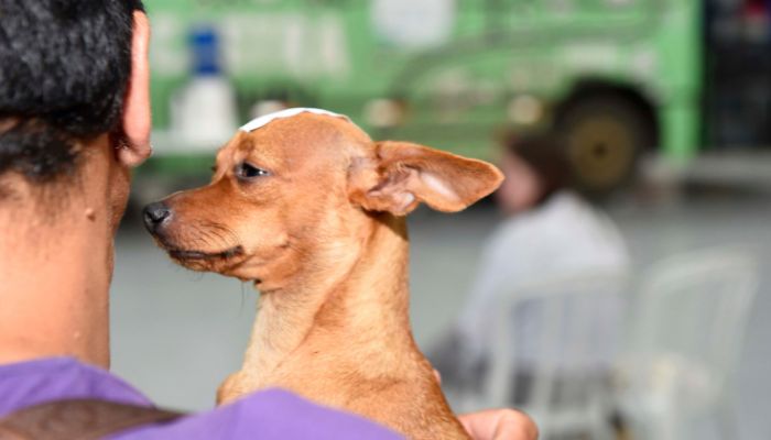 Foto: Denis Ferreira Netto/SEDEST Quatiguá, Japurá, Goioxim e mais: CastraPet vai passar por 33 municípios em março